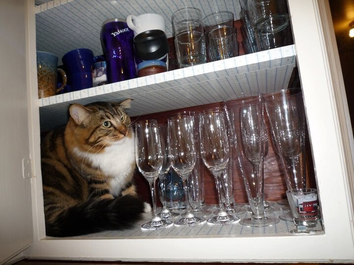Find The Cat (18 pics)