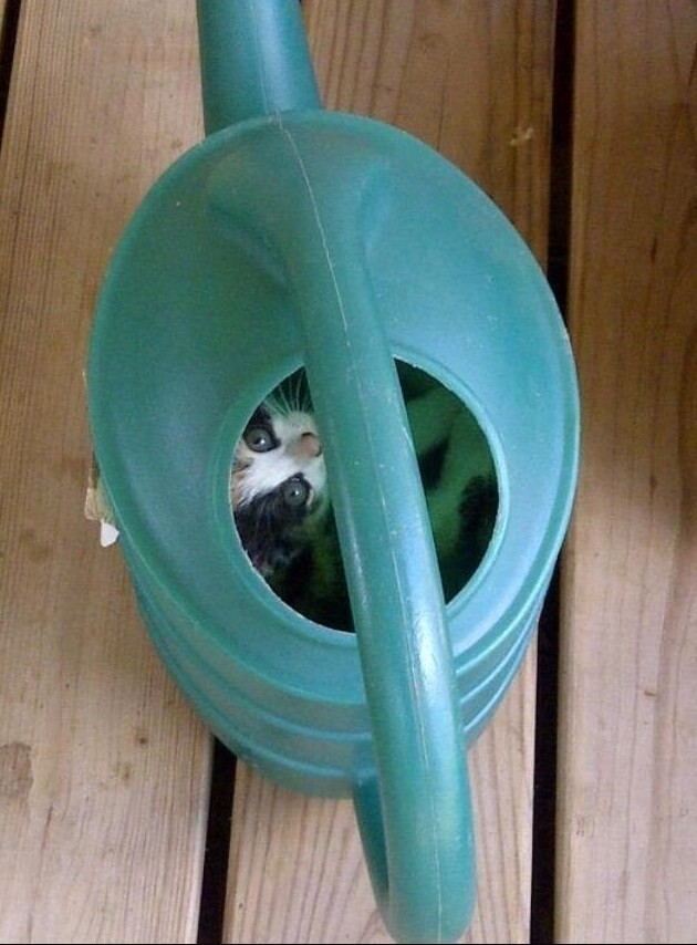 Find The Cat (18 pics)