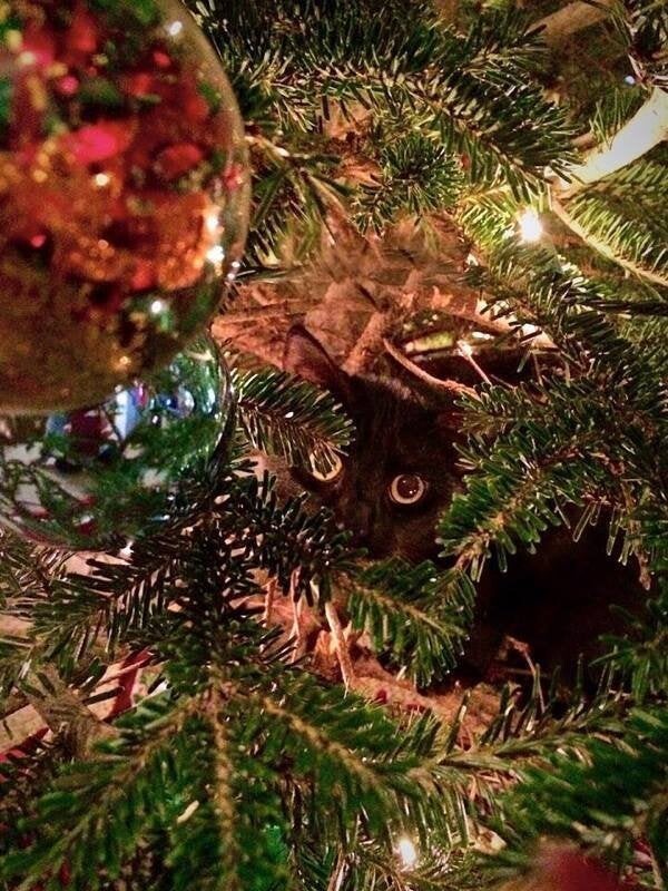 Find The Cat (18 pics)
