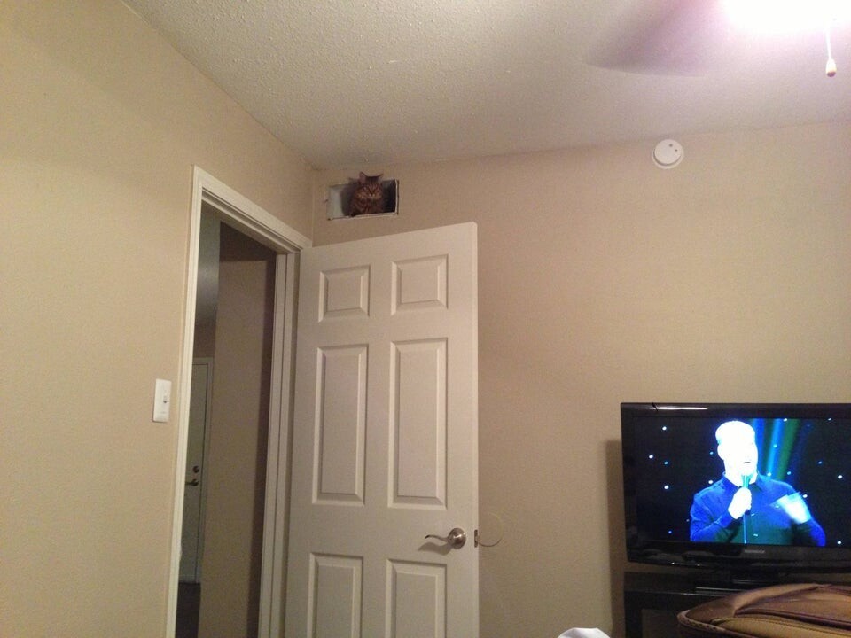 Find The Cat (18 pics)