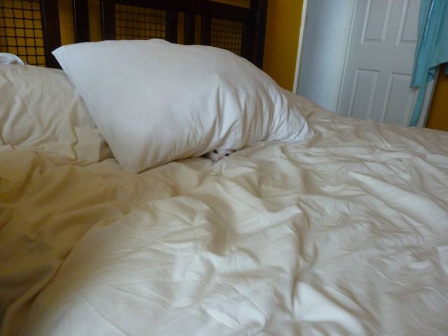 Find The Cat (18 pics)