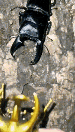 Acid GIFs, December 27 (25 gifs)
