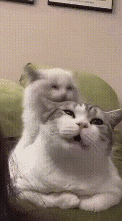 Acid GIFs, December 27 (25 gifs)