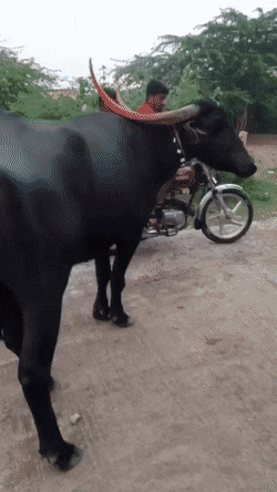 Acid GIFs, December 27 (25 gifs)