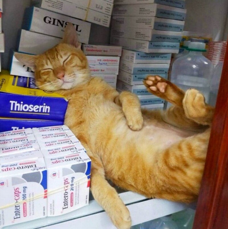 Funny Cats In Shops (14 pics)