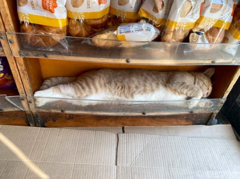 Funny Cats In Shops (14 pics)