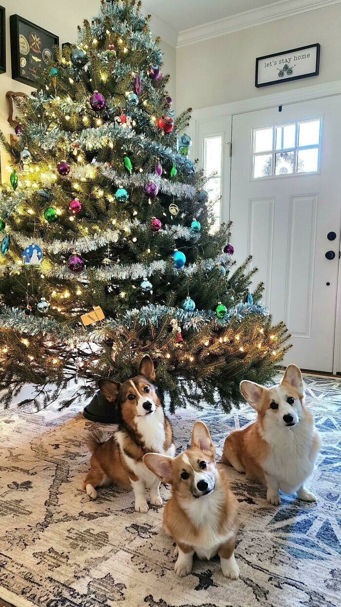 They Are Ready For Christmas (19 pics)