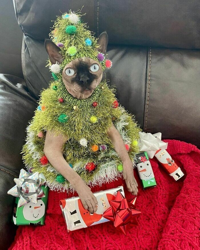 They Are Ready For Christmas (19 pics)