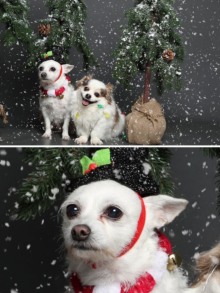 They Are Ready For Christmas (19 pics)