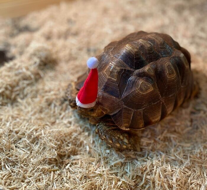 They Are Ready For Christmas (19 pics)