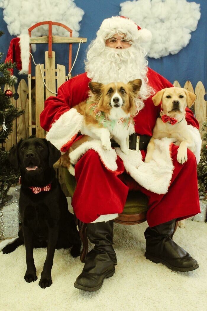 They Are Ready For Christmas (19 pics)