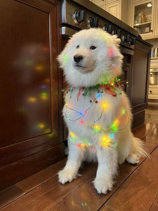 Cute And Funny Dogs (27 pics)