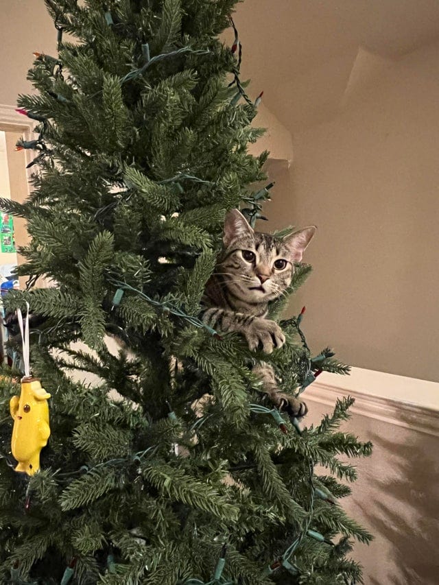 Funny Animals (17 pics)