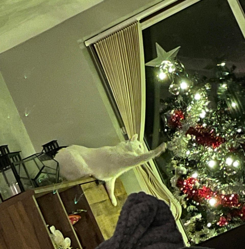 Funny Animals (17 pics)