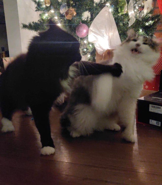 Funny Animals (17 pics)