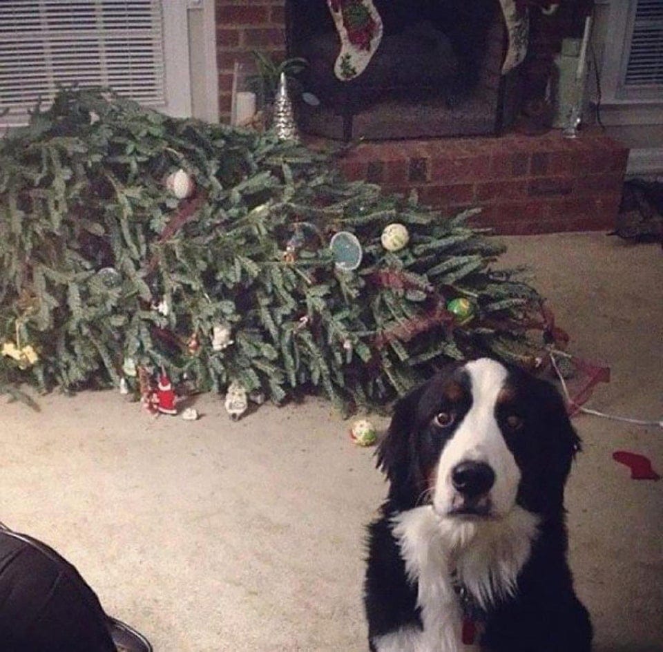 Funny Animals (17 pics)