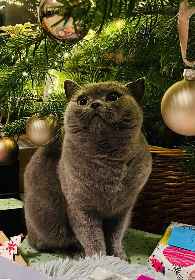 Funny Animals (17 pics)