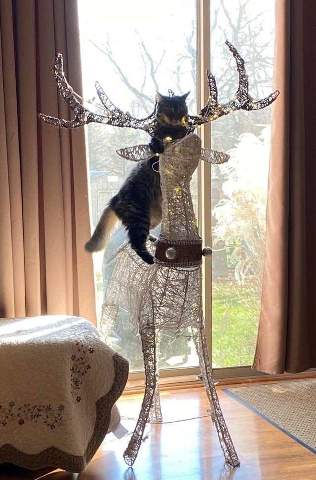 Funny Animals (17 pics)