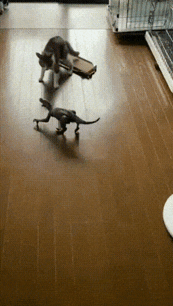 Acid GIFs, December 29 (25 gifs)