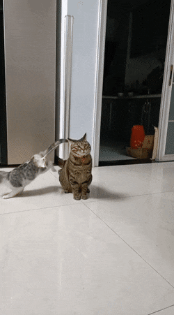 Acid GIFs, December 29 (25 gifs)