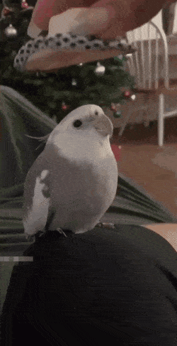 Acid GIFs, December 29 (25 gifs)