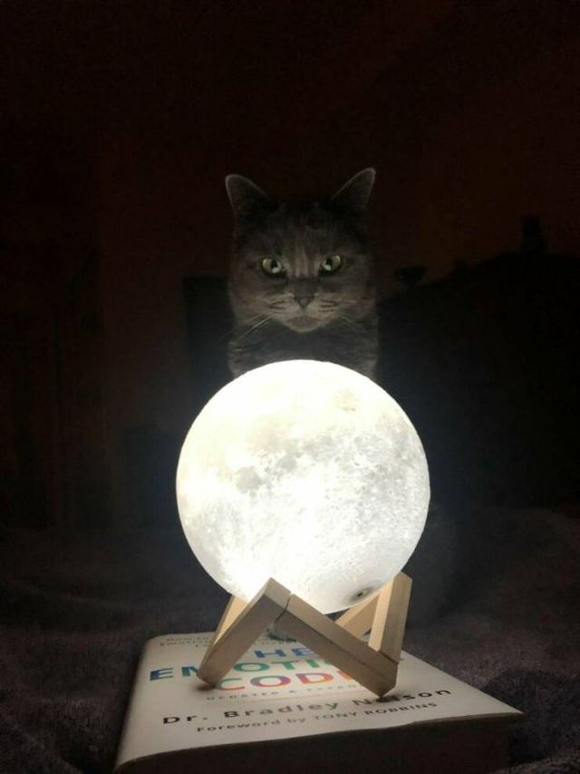 Funny Cats (27 pics)