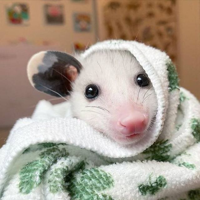 Funny And Cute Opossums (39 pics)