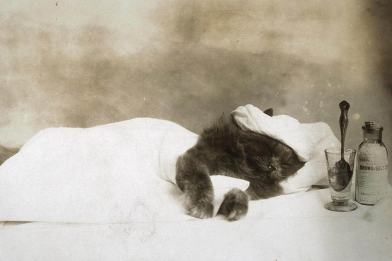 Vintage Cats Photos (25 pics)