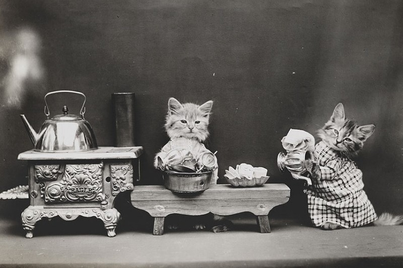 Vintage Cats Photos (25 pics)