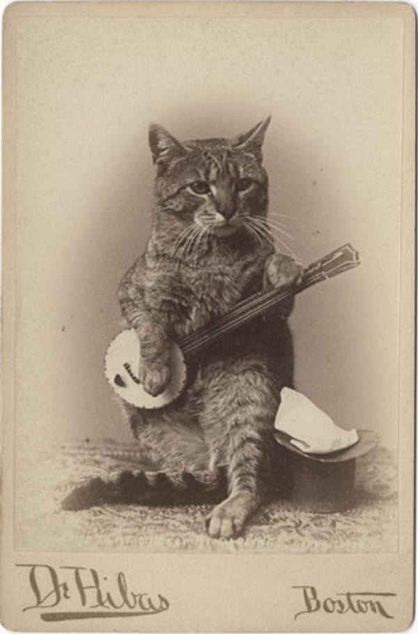 Vintage Cats Photos (25 pics)