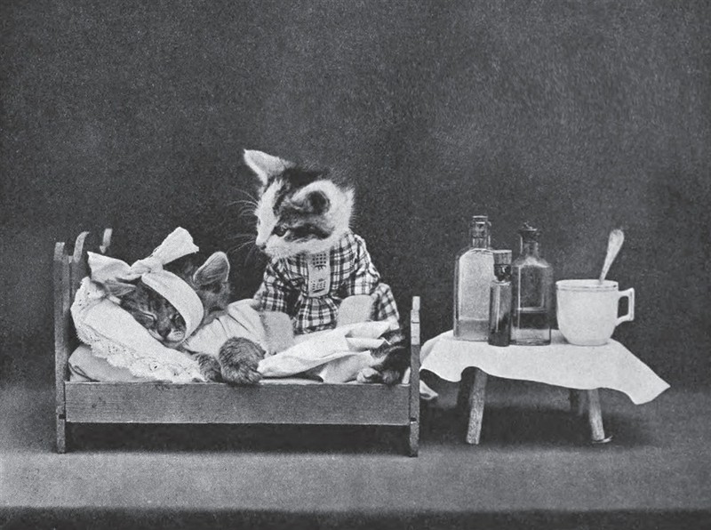 Vintage Cats Photos (25 pics)