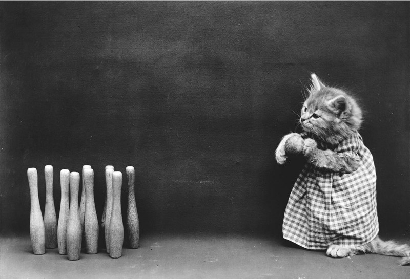 Vintage Cats Photos (25 pics)