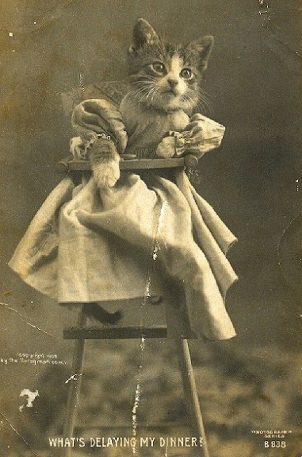 Vintage Cats Photos (25 pics)