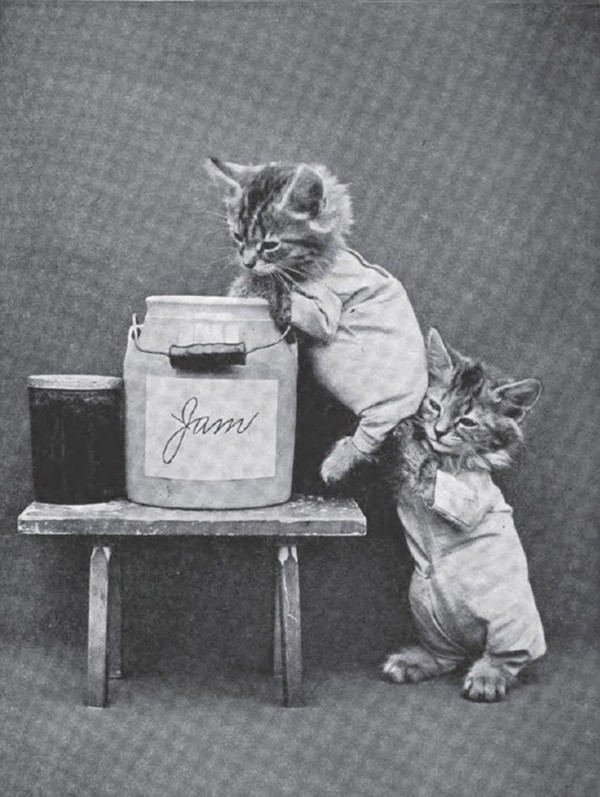 Vintage Cats Photos (25 pics)