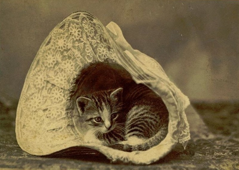 Vintage Cats Photos (25 pics)