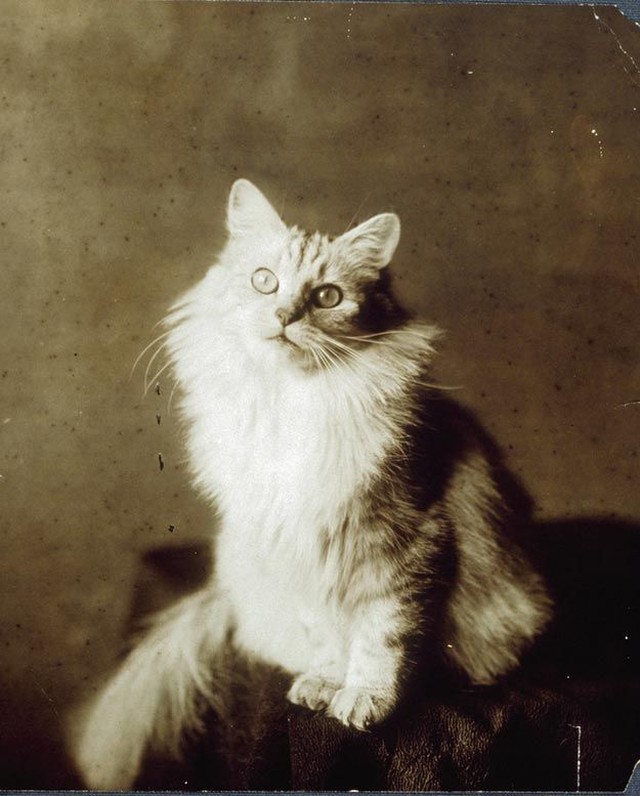 Vintage Cats Photos (25 pics)