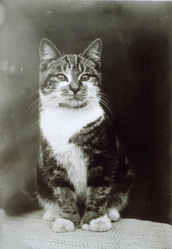 Vintage Cats Photos (25 pics)