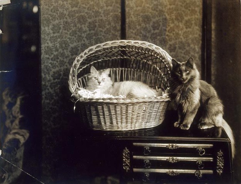 Vintage Cats Photos (25 pics)