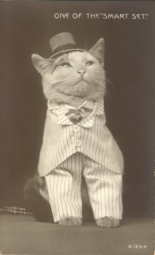 Vintage Cats Photos (25 pics)