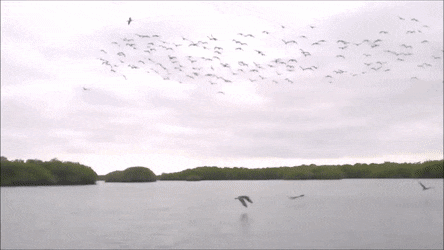 Acid GIFs, January 9 (25 gifs)