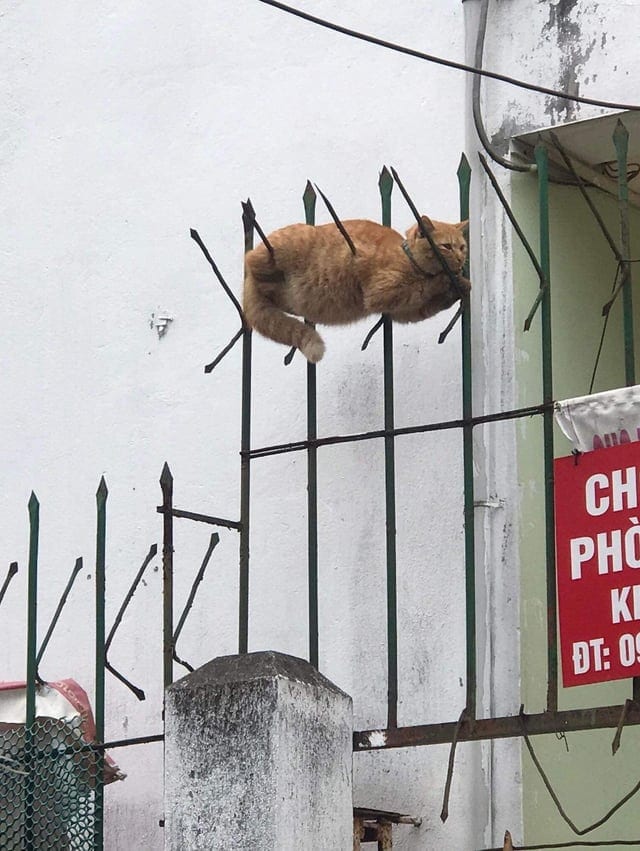 Look Twice (17 pics)