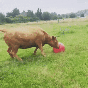 Acid GIFs, January 13 (25 gifs)
