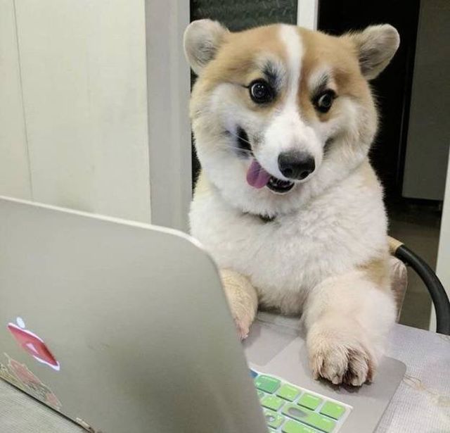 Adorable Pets (40 pics)