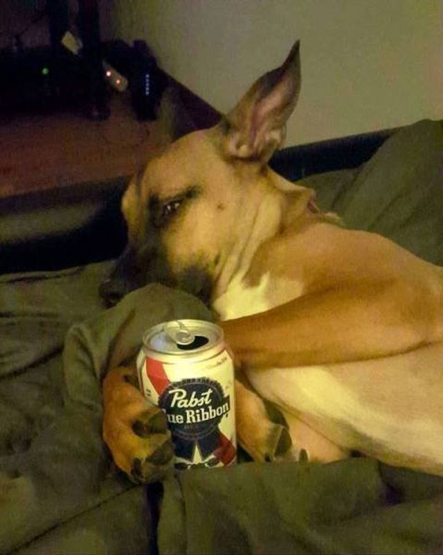 Funny Animals (33 pics)