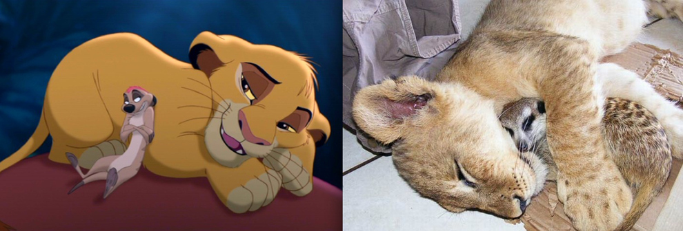 Cartoon Characters In Real Life (21 pics)