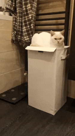 Acid GIFs, January 18 (25 gifs)