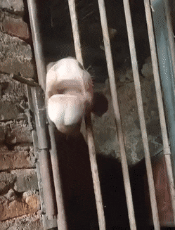 Acid GIFs, January 18 (25 gifs)