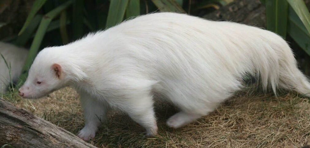 Unusual Albino Animals (19 pics)