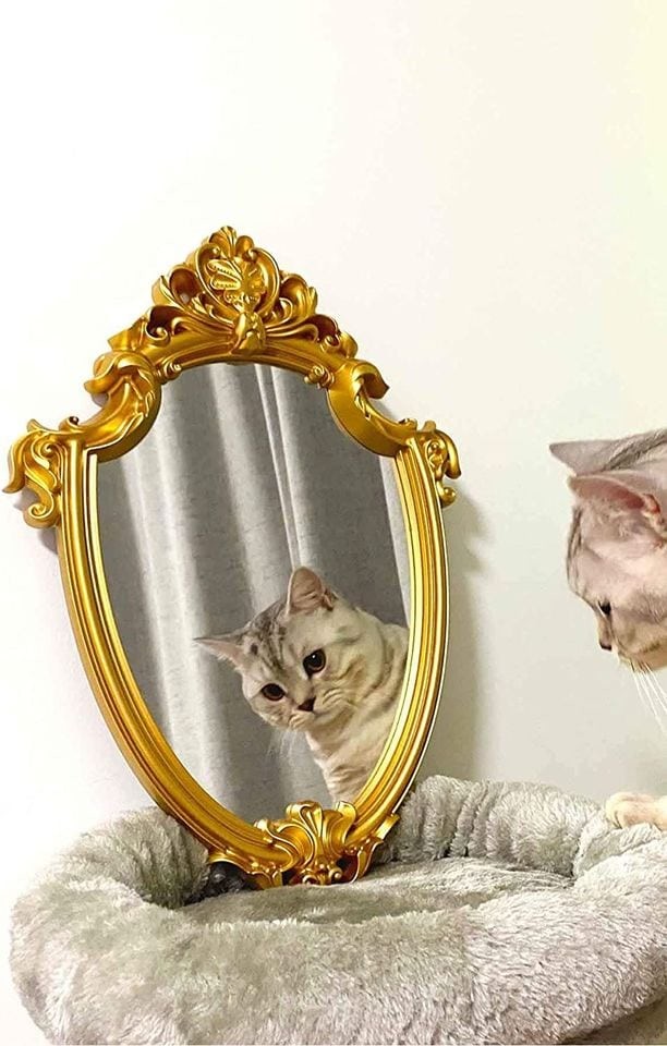 People Try To Sell Mirrors (15 pics)