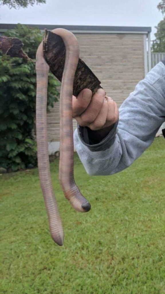 Huge Finds (37 pics)